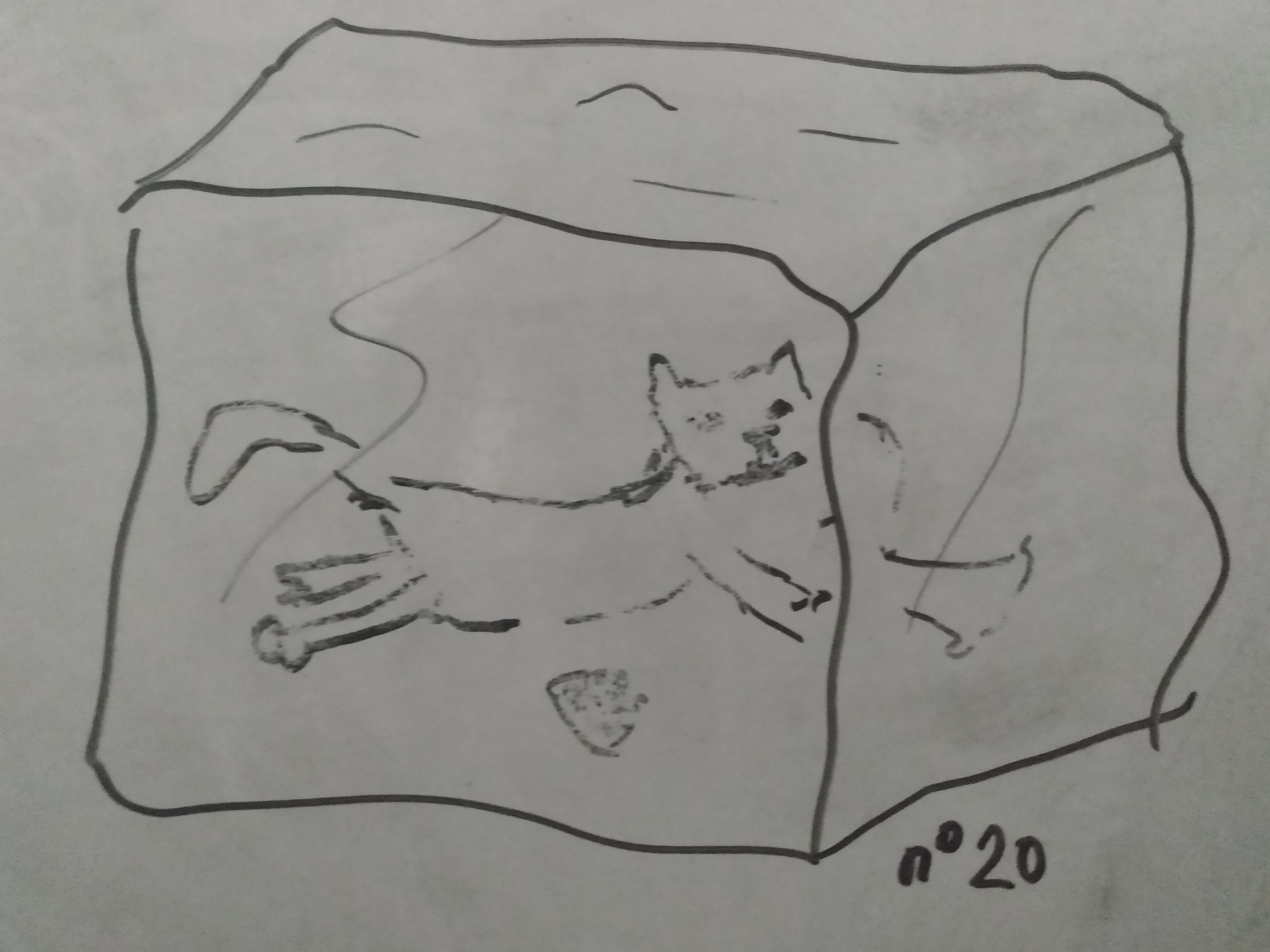Le chat qui est dans le bloc de glace